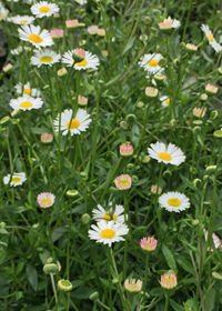 Erigeron karvinskianus 'Profusion'